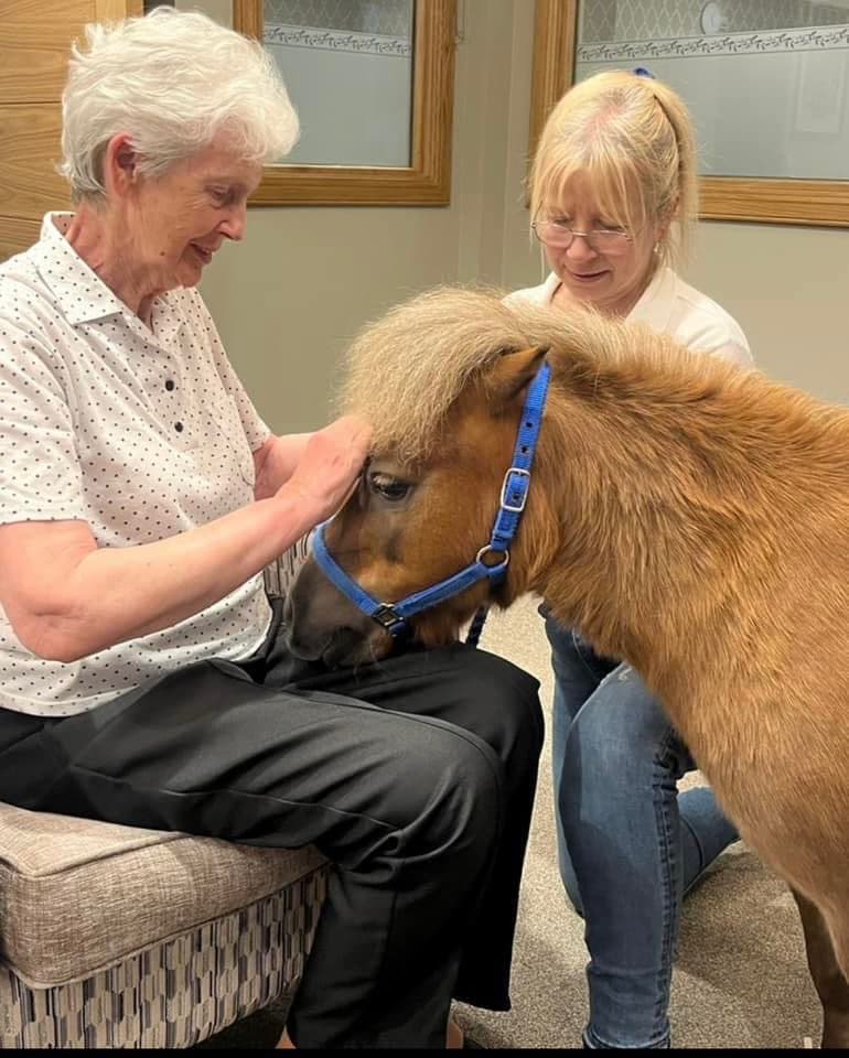 Therapy Ponies 