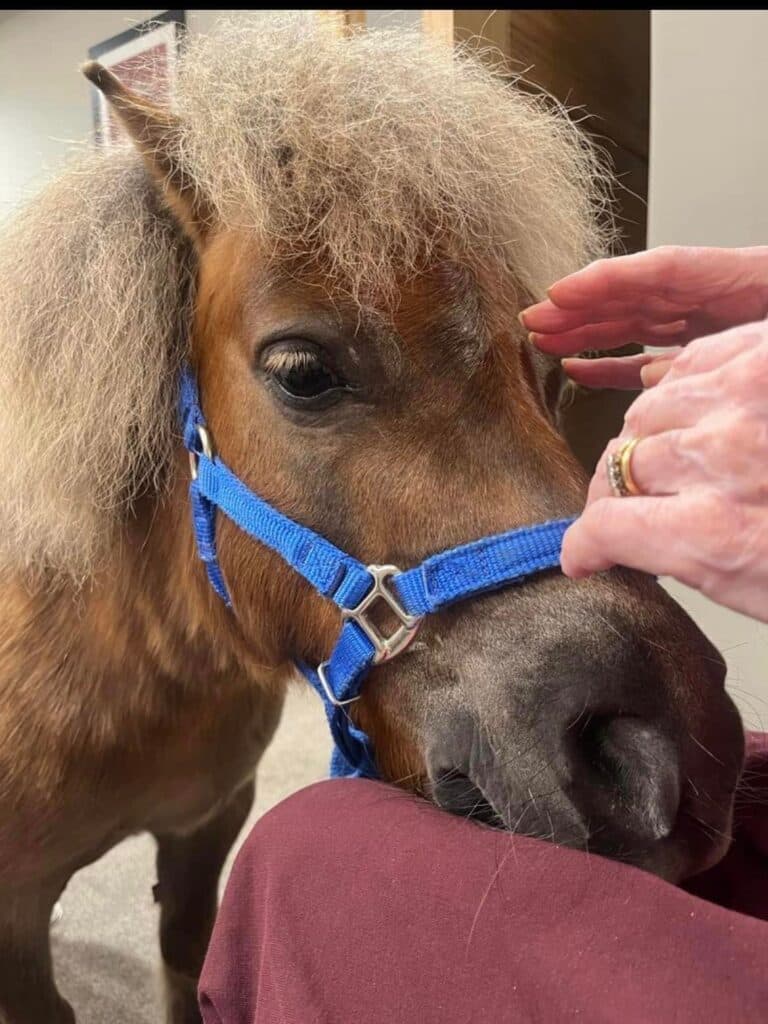 Therapy Ponies 