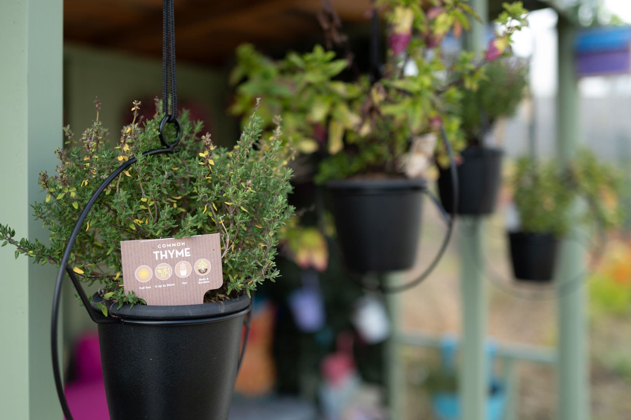 Thyme Growing in Pot