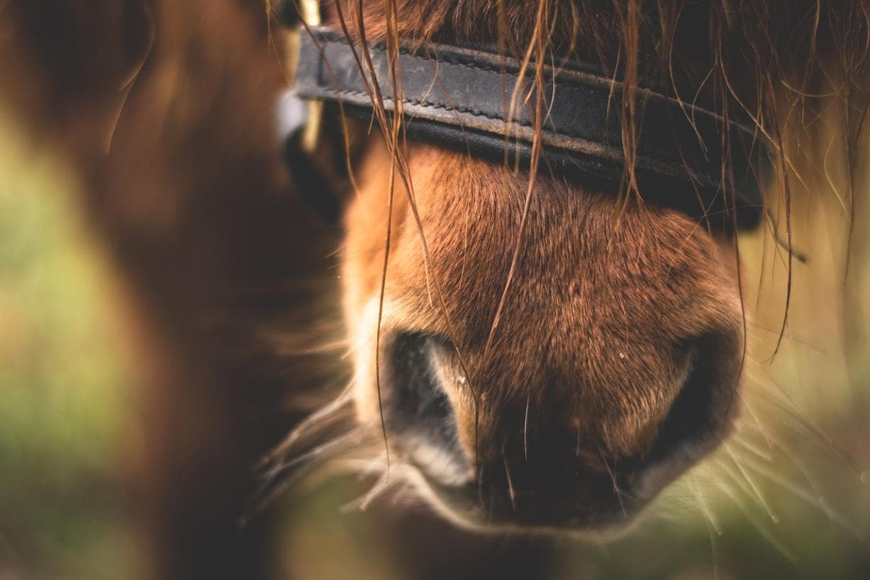 Animal Therapy with Pygmy Goats & Shetland Ponies