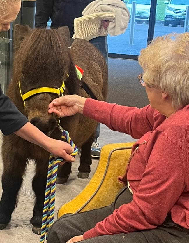 Animal Therapy with Pygmy Goats &amp; Shetland Ponies
