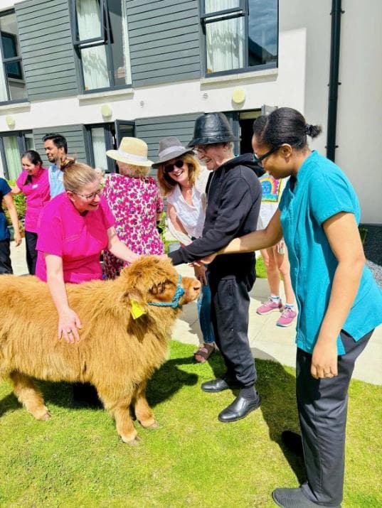 cow-in-the-gardens-meeting-residents