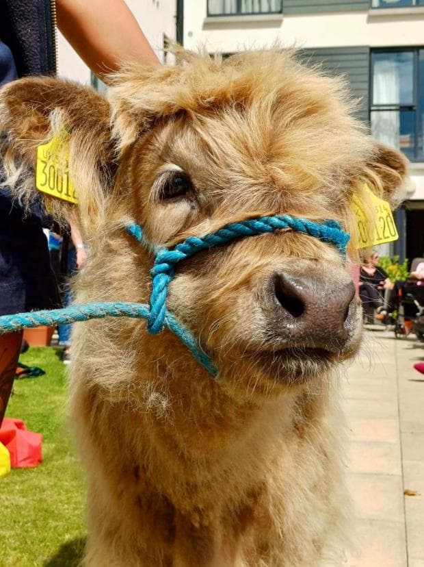 highland-cow