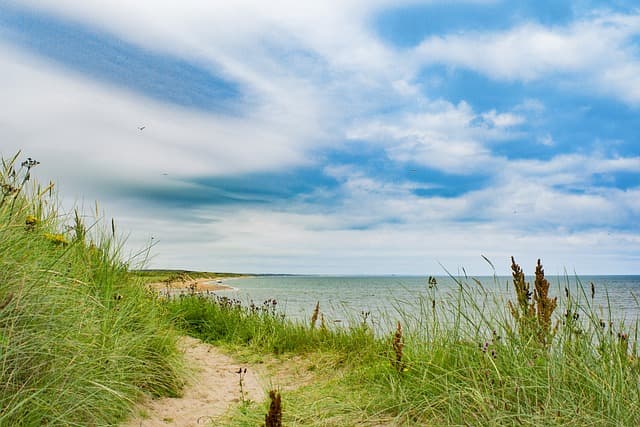 Long Grass on a Beach in Aberdeen