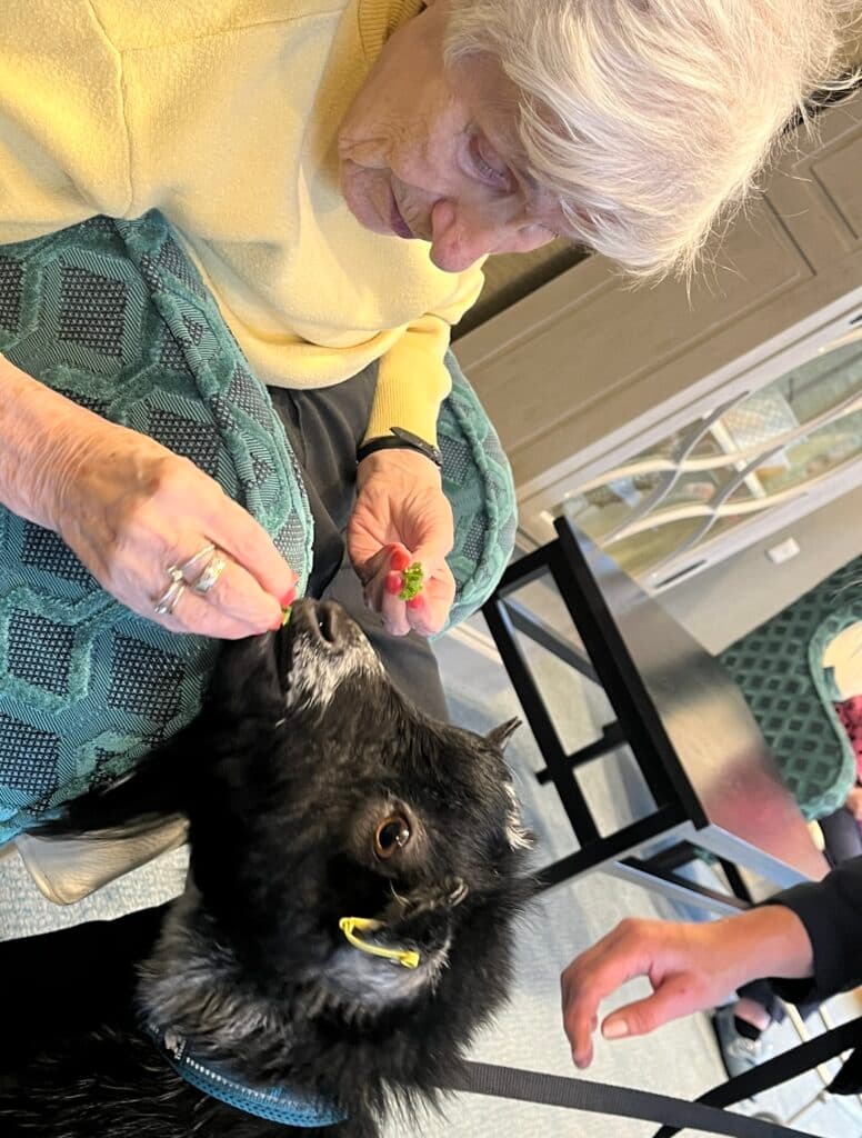 Animal Therapy with Pygmy Goats & Shetland Ponies