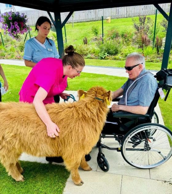 cow-in-the-gardens-meeting-residents